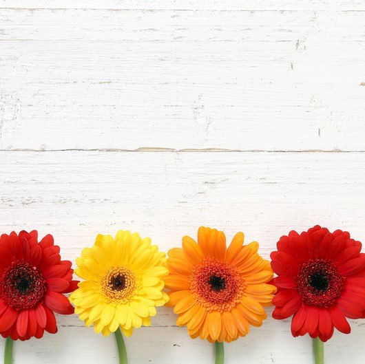 Bunte Gerbera vor Holz